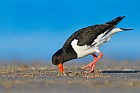 oystercatcher