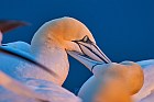 northern gannet