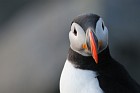 puffin