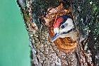 great spotted woodpecker