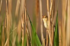 marsh warbler