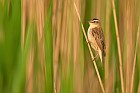 sedge warbler