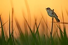 sedge warbler