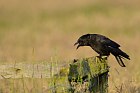 common raven