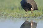 eurasian Coot