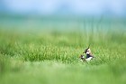 northern lapwing