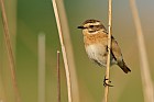 whinchat