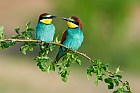 bee-eaters