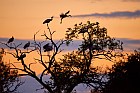 european white storks
