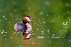 great crested grebe