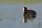 eurasian coot