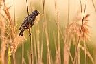 common starling