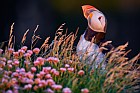 puffin