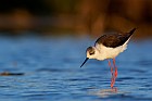 black-winged stilt