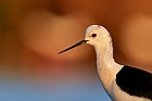 black-winged stilt