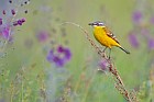 yellow wagtail