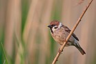 eurasian tree sparrow