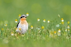 northern wheatear