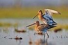 black-tailed godwits