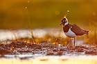 northern lapwing