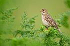 corn bunting