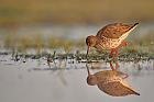 common redshank