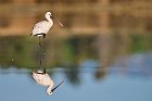 common spoonbill