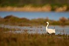 little egret