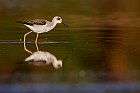 black-winged stilt