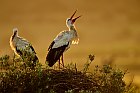 european white stork