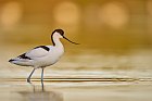 pied avocet