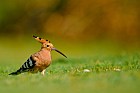 eurasian hoopoe