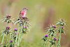 common linnet