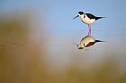 black-winged stilt