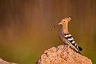 Eurasian hoopoe