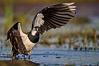 northern lapwing