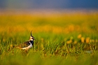 peewit