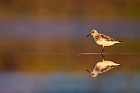 dunlin