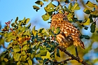 little owl