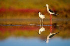 black-winged stilt