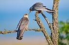 red-footed falcon
