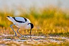 pied avocet