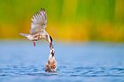 terns