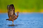 glossy ibis