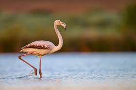 Flamingo an der Algarve