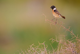 Schwarzkehlchen auf Zypern