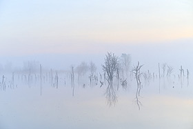 Diepholzer Moorniederung im Nebel