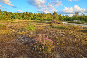 Heide in der Senne