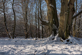 Winter im Urwald Sababurg