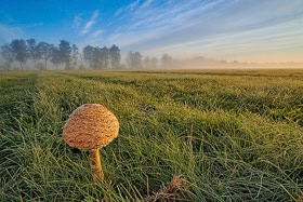 Parasol Pilz im Diepholzer Moor
